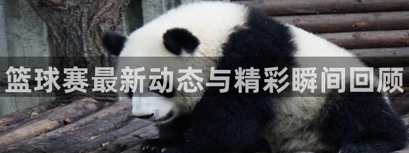  VSPORT什么意思：篮球赛最新动态与精彩瞬间回顾